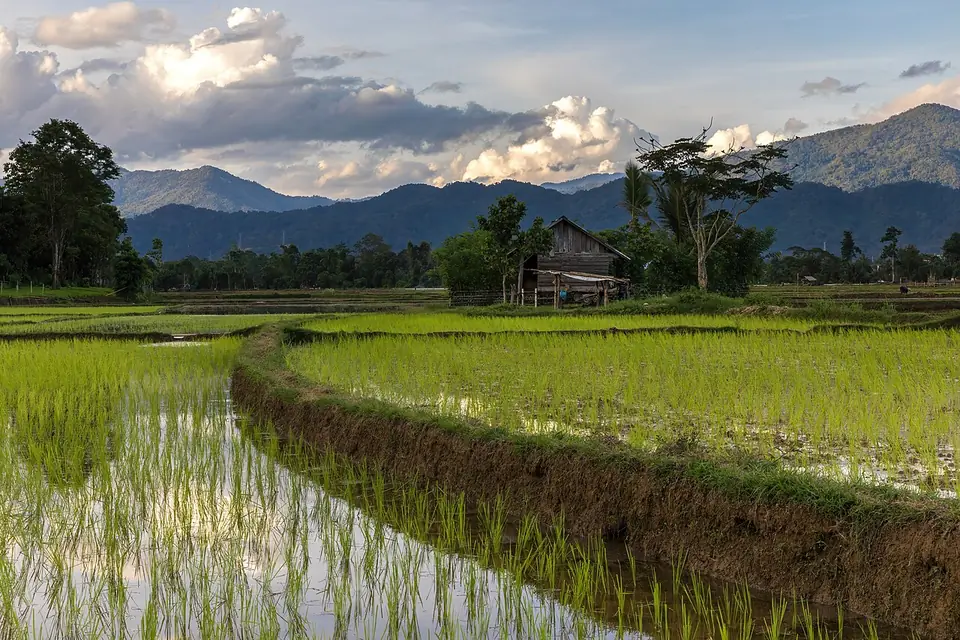 A road through rice fields and karst mountains in Laos